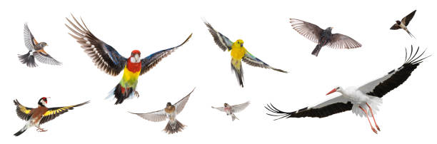 
                                                        🌍 दुनिया के 6 सबसे ख़तरनाक पक्षी – जिनसे सावधान रहना ज़रूरी है 🦅