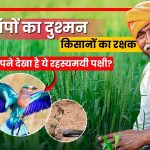 खेतों का असली रक्षक है ‘नीलकंठ’ पक्षी!