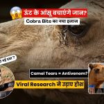 ऊंट के आंसुओं से कोबरा सांप के ज़हर का इलाज संभव? जानिए वायरल रिसर्च का पूरा सच, Camel Tears Antivenom कैसे बचा सकता है हजारों लोगों की जान। Snake Bite Treatment से जुड़ी चौंकाने वाली जानकारी।