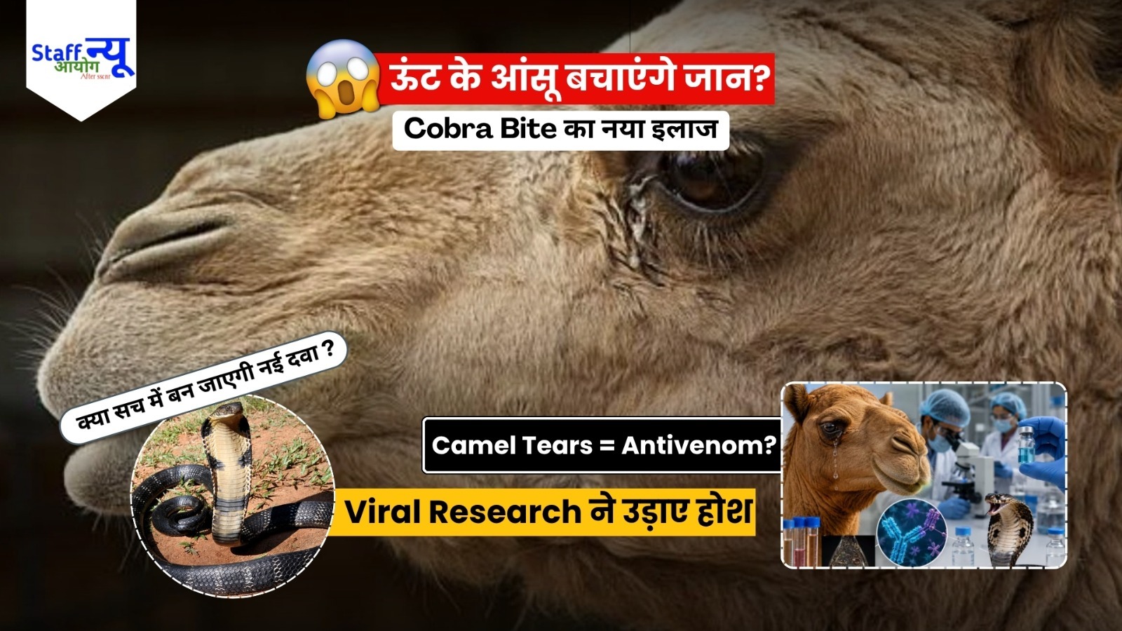 
                                                        ऊंट के आंसुओं से बचेगी सांप के ज़हर से जान?  रिसर्च ने किया चौंकाने वाला दावा
