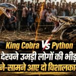 King Cobra Vs Python: आमने-सामने आए दो विशालकाय सांप, फिर जो हुआ उसने सबको कर दिया हैरान