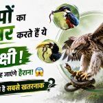 सांपों का भी शिकार करते हैं ये 6 पक्षी, नाम जानकर रह जाएंगे हैरान